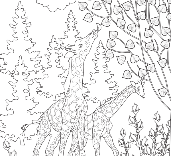 Instant coloriage - Animaux sauvages