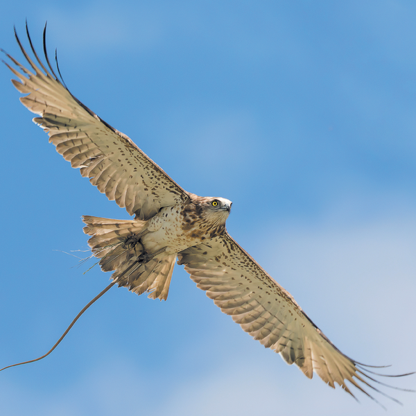 Le guide amoureux des oiseaux du jardin et des grands espaces