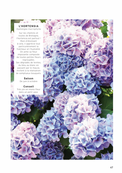 Fleurs séchées - 26 créations florales pour décorer son intérieur