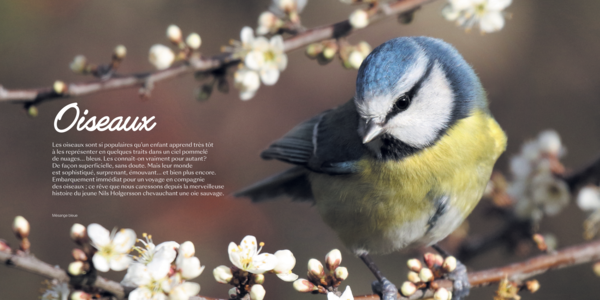 Le guide amoureux des oiseaux du jardin et des grands espaces