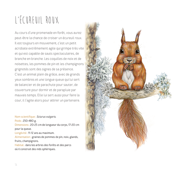 Dessiner les animaux, du croquis à la mise en couleur