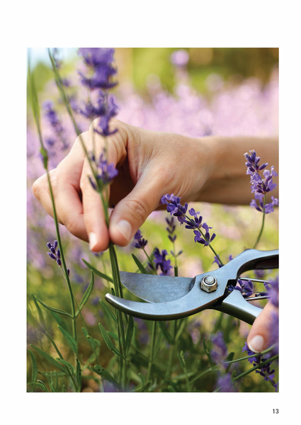 Fleurs séchées - 26 créations florales pour décorer son intérieur