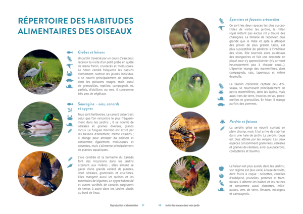 Inviter les oiseaux dans son jardin