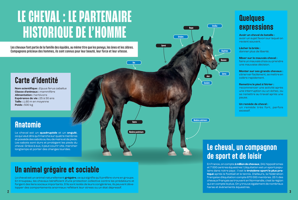 Les Chevaux - Mille et un docs
