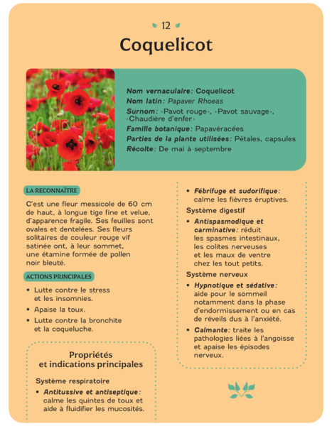 Coffret - Plantes médicinales
